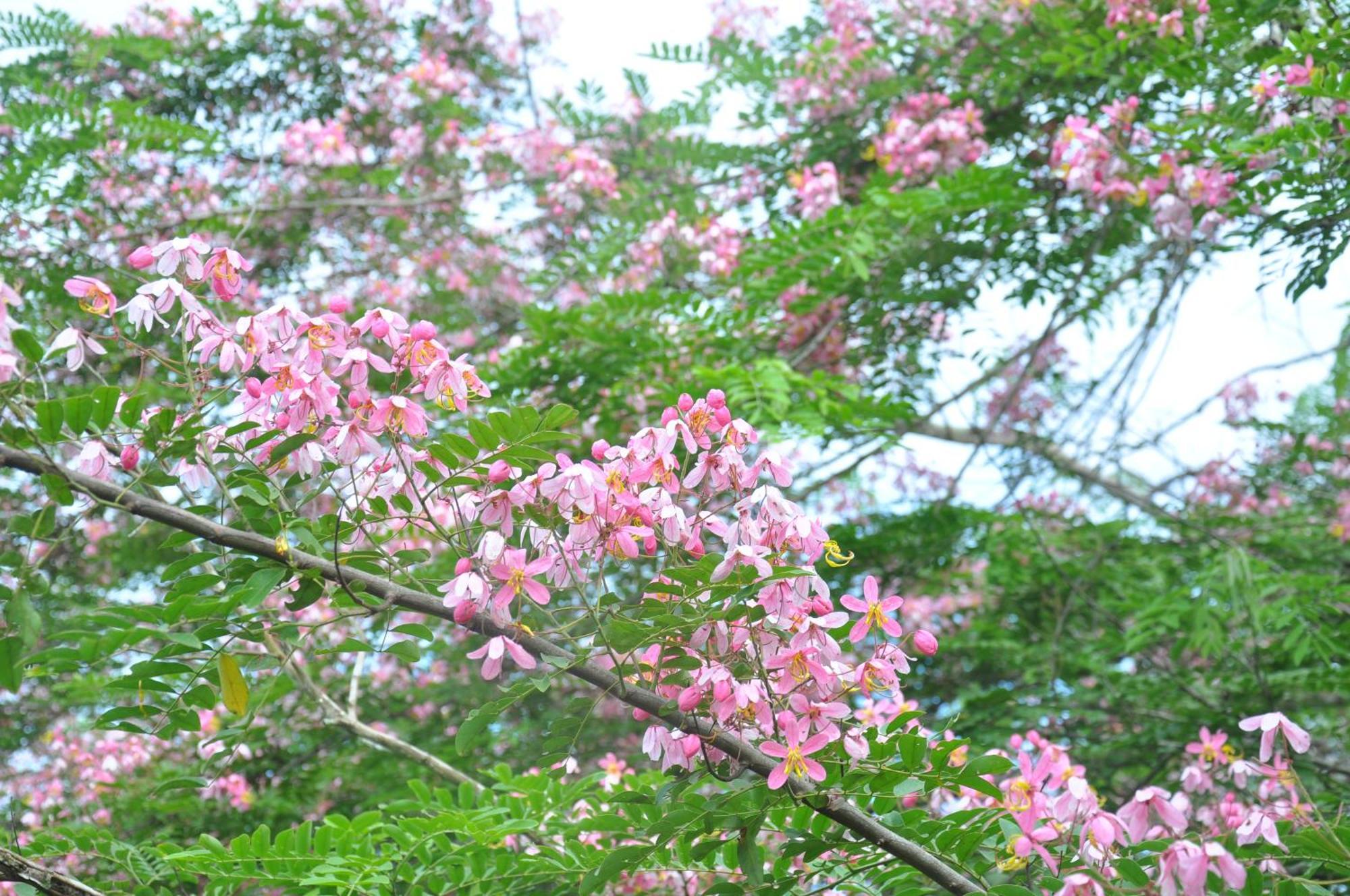 Thuy Tien Ecolodge カッティエン エクステリア 写真